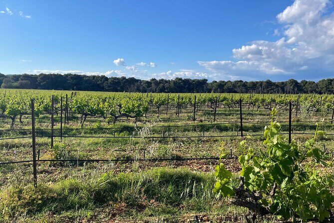 Picpoul de Pinet Tour - Half Day Oysters and Wines - Who Will Love This Tour?