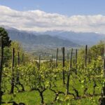 Piemonte Vineyards by Yourself from Turin - Business Car with English Chauffeur - Frequently Asked Questions