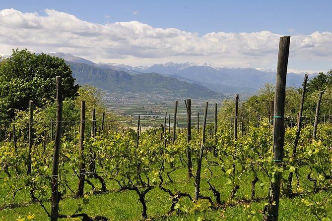 Piemonte Vineyards by Yourself from Turin - Business Car with English Chauffeur - Frequently Asked Questions