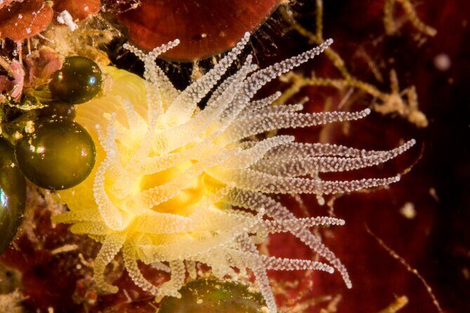 Plakias: Try Scuba Diving first time - Private, from 8 yrs. - What’s Included and What’s Not