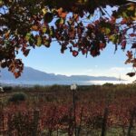 Pompeii, food and Wine - Is This Tour Worth the Price?