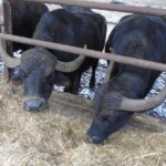 Pompeii Skip-The-Line and Sorrento Full-Day from Rome - What’s Included and What to Consider