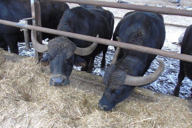 Pompeii Skip-The-Line and Sorrento Full-Day from Rome - What’s Included and What to Consider