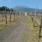 Pompeii-Vesuvius-Wine tour from Sorrento, licensed guide included - Practical Details and Tips