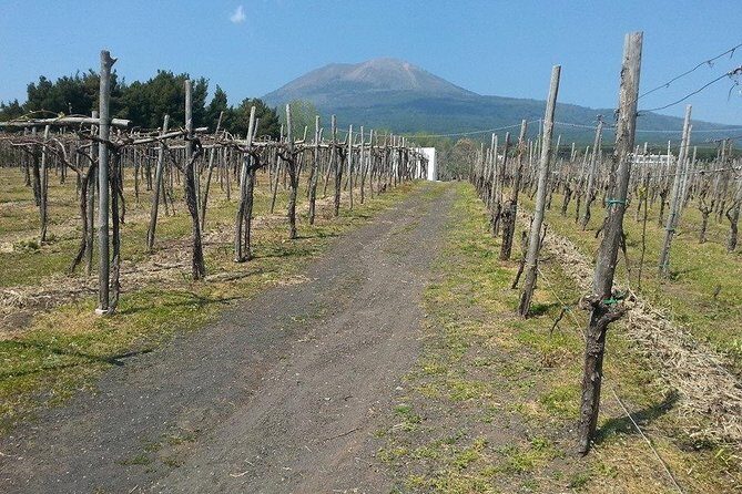 Pompeii-Vesuvius-Wine tour from Sorrento, licensed guide included - Practical Details and Tips