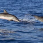 Pore: Dolphin Spotting Cruise with Included Drinks - Detailed Review: What to Expect from the Dolphin Spotting Cruise