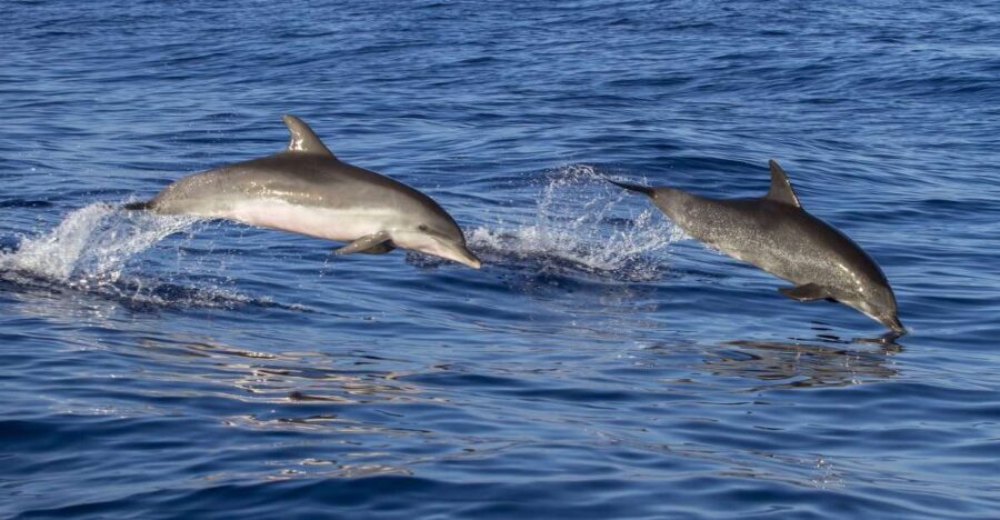 Pore: Dolphin Spotting Cruise with Included Drinks - Detailed Review: What to Expect from the Dolphin Spotting Cruise