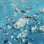 Port de Sóller: Snorkeling Tour with Professional Guide - What to Expect from the Snorkeling Tour