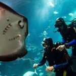 Porto Moniz: Diving with Sharks and Rays in Madeira Aquarium - The Reviews Speak Volumes