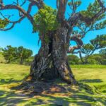 Porto Moniz, Seixal, Fanal Forest, Cabo Girão Skywalk, Jeep Tour - Who Should Consider This Tour?