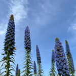 Pozzo Faceto: botanical garden - An In-Depth Look at Pozzo Faceto Botanical Garden