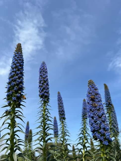 Pozzo Faceto: botanical garden - An In-Depth Look at Pozzo Faceto Botanical Garden