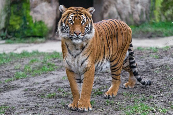 Prague Zoo Admission Ticket including Round Trip Transfer - The Slight Downsides