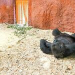 Prague Zoo Ticket with Online Audio Guide - Who Should Consider This Experience?