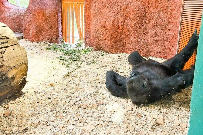 Prague Zoo Ticket with Online Audio Guide - Who Should Consider This Experience?