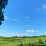 Premium Cheeses and Gins Tour in the Prosecco hills. Full lunch! - Price and Value Analysis