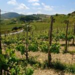 Premium Cretan Olive Oil Tasting, Wine, Raki and Local Food Tour - The Sum Up