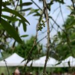 Premium Private Prosecco Hills Tour - 2 Wineries. Private tour. - Frequently Asked Questions