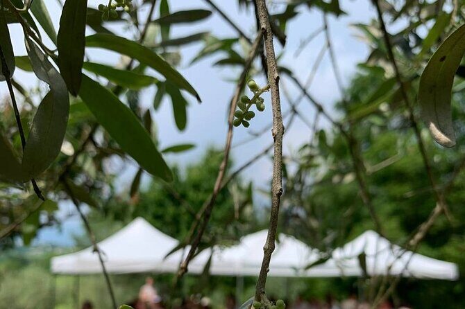 Premium Private Prosecco Hills Tour - 2 Wineries. Private tour. - Frequently Asked Questions