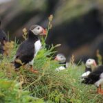 Premium Small-Group Puffin & Bird Watching tour from Reykjavík - What to Expect: Practical Details