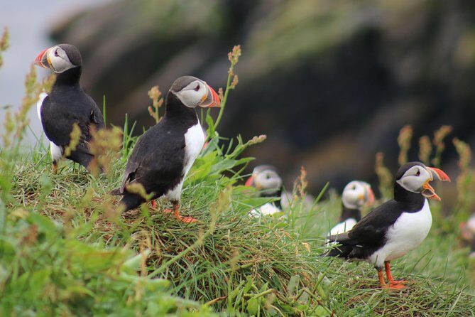 Premium Small-Group Puffin & Bird Watching tour from Reykjavík - What to Expect: Practical Details
