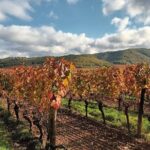 Prestige visit and tasting of 5 wines - The Itinerary: What to Expect