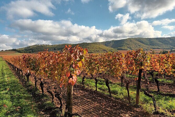 Prestige visit and tasting of 5 wines - The Itinerary: What to Expect