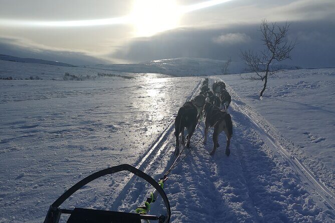 Privat sled trip with husky in the alta valley - Why This Tour Is Worth Considering