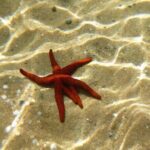 Private 1-Hour Guided Snorkeling Adventure with Go Pro Pictures - Practical Details and Considerations