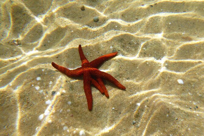 Private 1-Hour Guided Snorkeling Adventure with Go Pro Pictures - Practical Details and Considerations