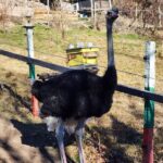 Private 4x4 Experience in the Rhodopes with Ostrich Farm Visit - Price and Value