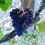 Private Art & Wine Tour in Cortona & Montepulciano, with lunch & 2 wine tastings - The Sum Up