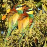 Private Birding & Photography Day Trip to Doñana - Who Will Love This Tour?