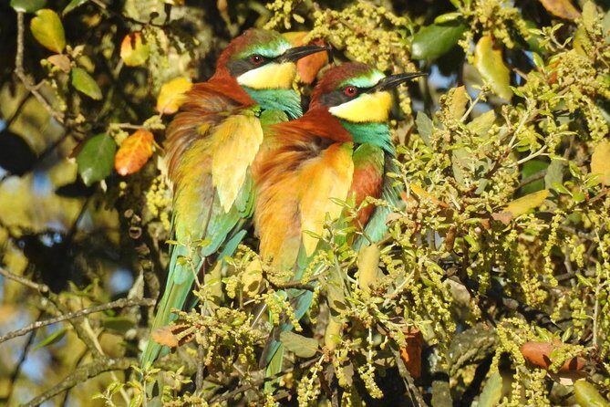 Private Birding & Photography Day Trip to Doñana - Who Will Love This Tour?