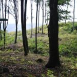 Private Brown Bear Watching Experience near Odorheiu Secuiesc - The Forest Trail and the Secluded Hide