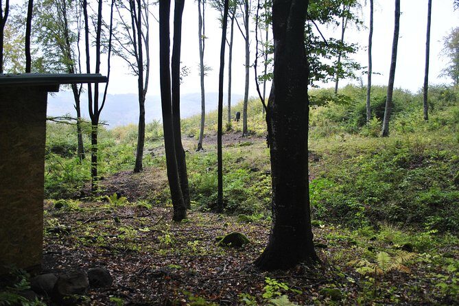 Private Brown Bear Watching Experience near Odorheiu Secuiesc - The Forest Trail and the Secluded Hide