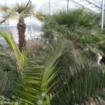 Private Cape Kaliakra & the Balchik Botanical Gardens from Varna - Balchik Botanical Gardens and Queen Marie’s Summer Palace