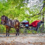 Private Carriage Ride in Vrelo Bosne Nature Park - The Experience of the Ride