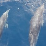 Private Charter 2 Hours Whale Watching Puerto Colon Adeje - Pricing and Value Analysis