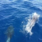 Private Coast to Coast Sailing Trip from Rhodes City - Onboard Experience and Amenities