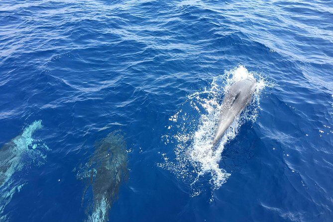 Private Coast to Coast Sailing Trip from Rhodes City - Onboard Experience and Amenities