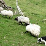 Private Connemara Day Tour - Who Is This Tour Best For?