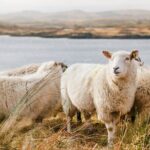 Private Connemara Day Tour - What to Know About the Experience