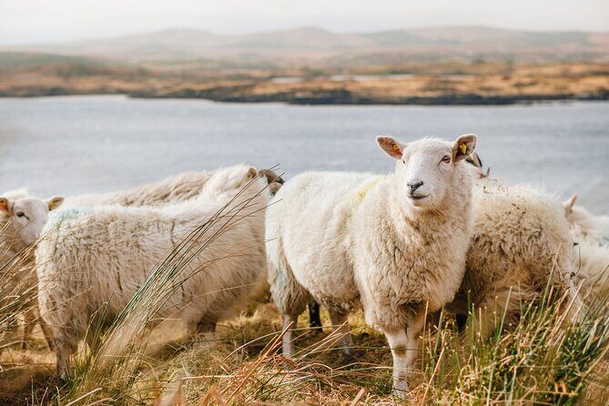 Private Connemara Day Tour - What to Know About the Experience