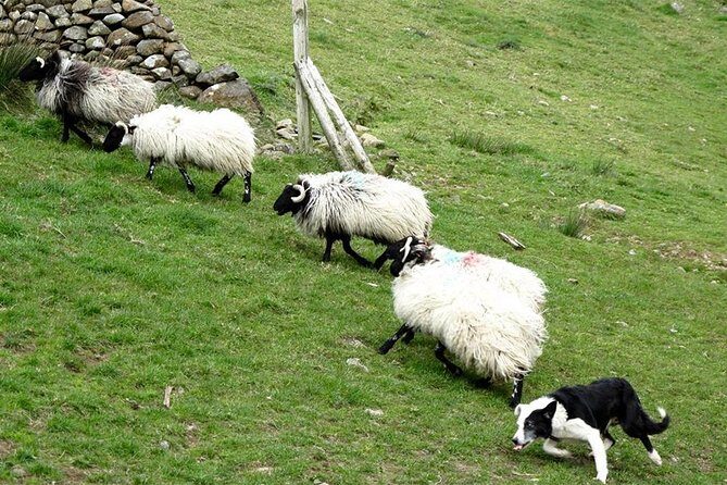 Private Connemara Day Tour - Who Is This Tour Best For?