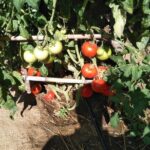 Private Cooking Class on Naxos Island with Pick Up - Final Thoughts