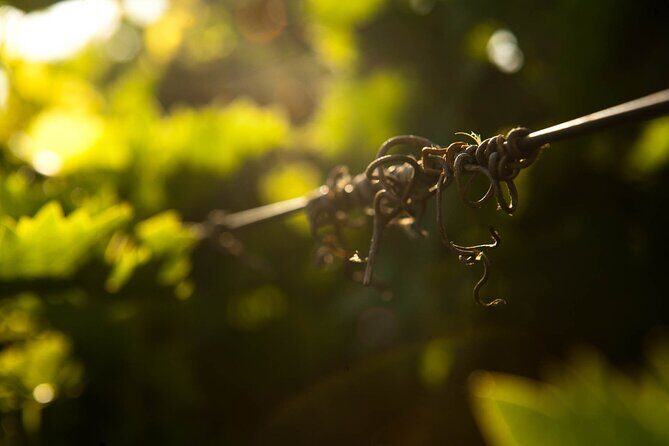 Private Cretan Gastronomic experience Winery visit with Tastings & Cooking Class - Is It Worth the Price?