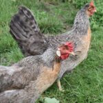 Private Day in the Cotswolds Tour - Transportation, Guides, and Overall Experience