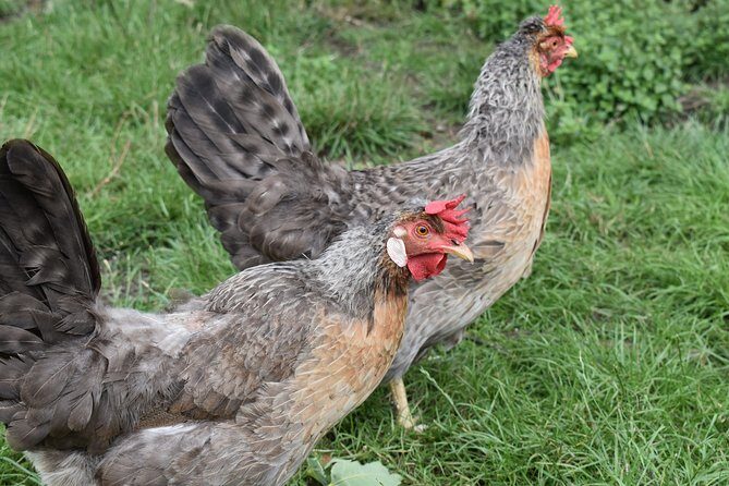 Private Day in the Cotswolds Tour - Transportation, Guides, and Overall Experience