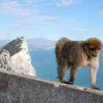 Private Day To Gibraltar from Marbella or Marbella - The Value of a Private Guided Tour